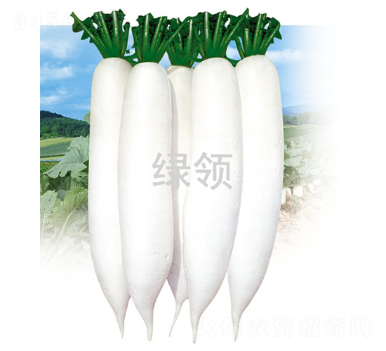 �İ�1̖-�}���N��-�G�I(l��ng)�N�I(y��)