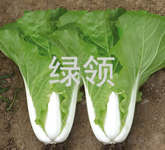 ���v1258-С�ײ˷N��-�G�I(l��ng)�N�I(y��)