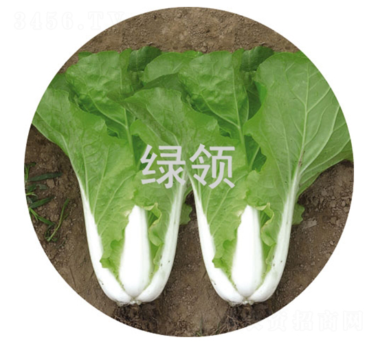 ���v165-С�ײ˷N��-�G�I(l��ng)�N�I(y��)