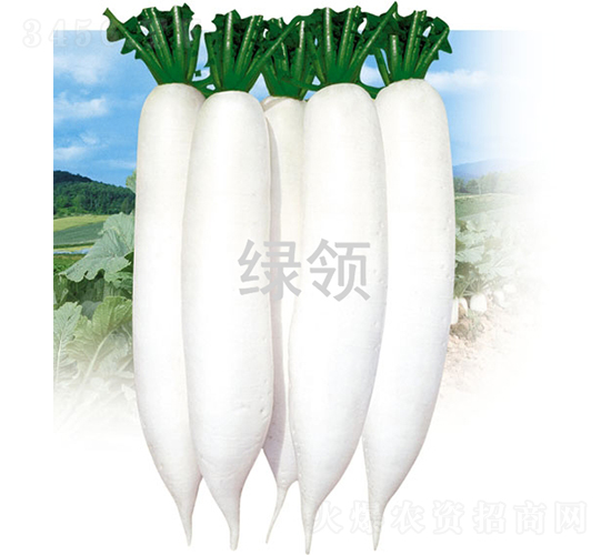 ���1̖(h��o)-�}���N��-�G�I(l��ng)�N�I(y��)