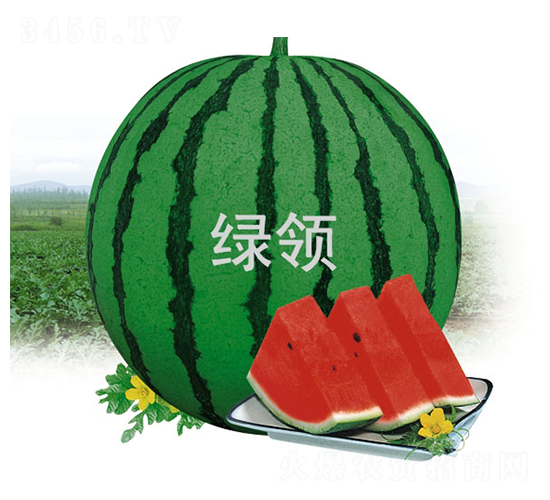 �G�I(l��ng)����-���ϷN��-�G�I(l��ng)�N�I(y��)