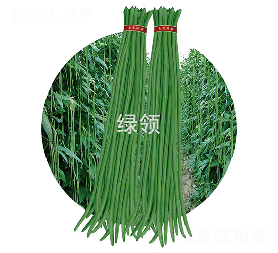 JK23-���ǷN��-�G�I(l��ng)�N�I(y��)