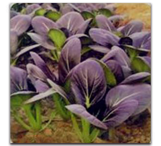 �����๣��-�๣�˷N��-�����Z