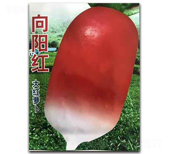 ��ꖼt��t�}��-�}���N��-�����Z