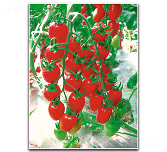 ʥ��-���ѷN��-�����Z