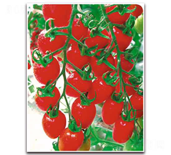 �t����-���ѷN��-�����Z