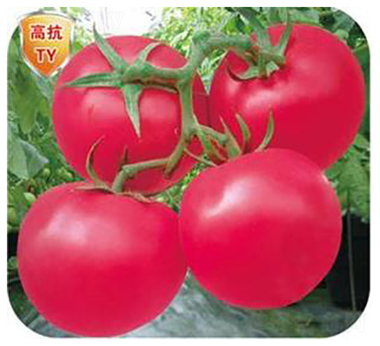 �t��50-���ѷN��-�����Z