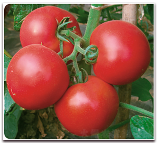 �t��-���ѷN��-�����Z