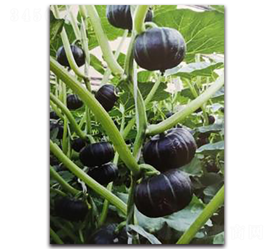 ؐؐ-�ϹϷN��-�����Z