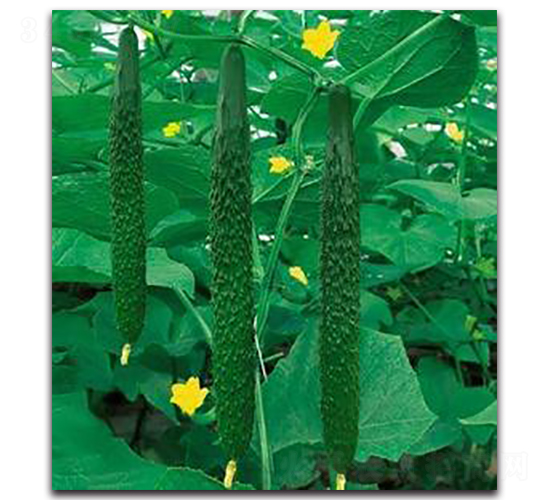 ��G��̖-�S�ϷN��-�����Z