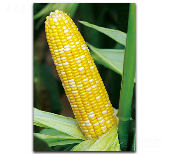 �pɫ����-�����׷N��-���r(n��ng)��