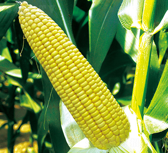 ���r(n��ng)Ŵ7̖(h��o)-Ŵ���׷N��-���r(n��ng)��