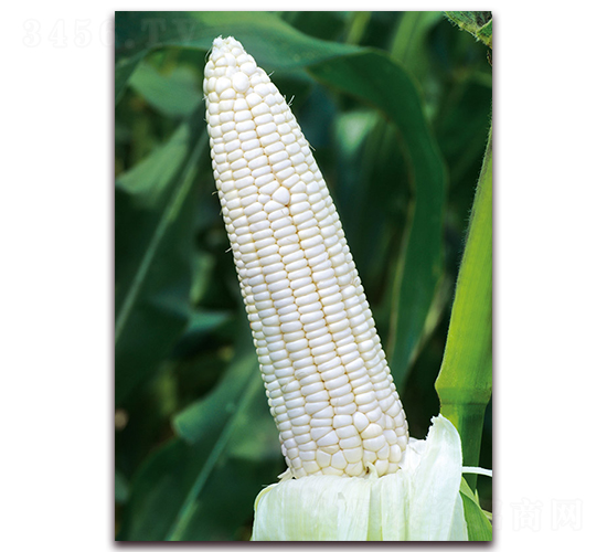 ��Ŵ8̖-Ŵ���׷N��-���r(n��ng)��