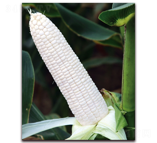 ��Ŵ1805-Ŵ���׷N��-���r(n��ng)��