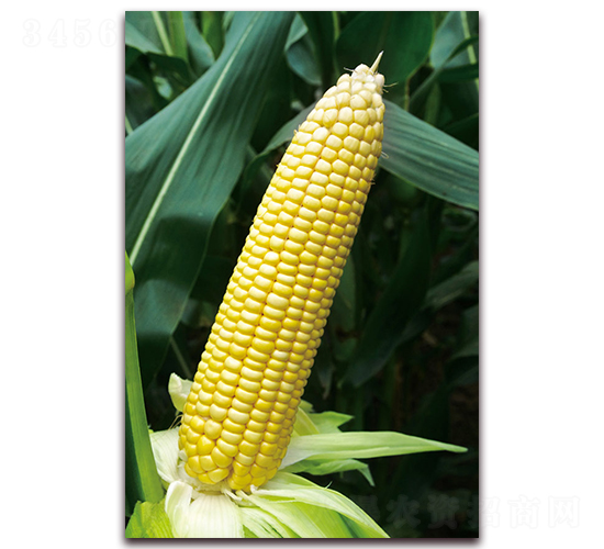 �S��Ŵ6̖-��Ŵ���׷N��-���r(n��ng)��