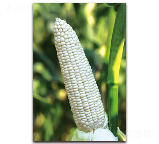 ��Ŵ685-��Ŵ���׷N��-���r��