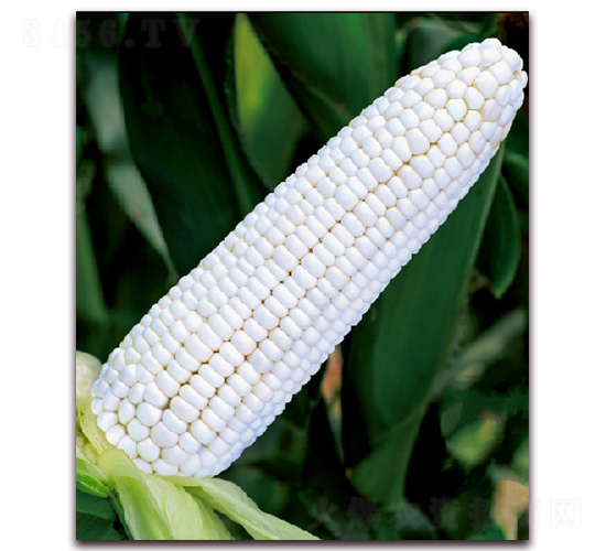 ��Ŵ1813-��Ŵ���׷N��-���r(n��ng)��