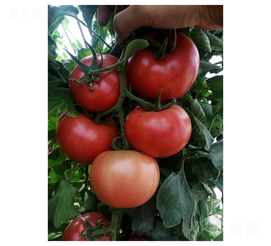 DY-1607-���t���N��-����r(n��ng)�I(y��)