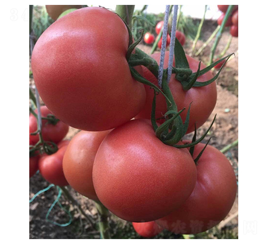 ���Z˹-���t���N��-����r(n��ng)�I(y��)