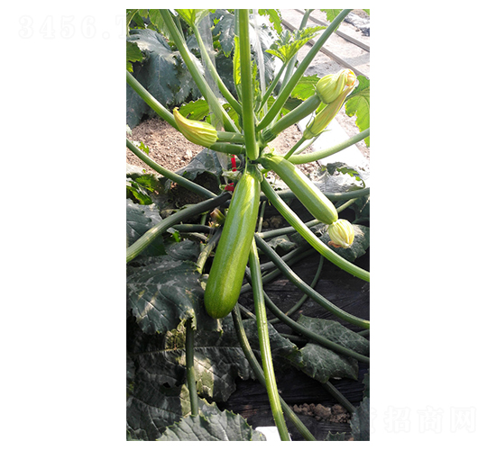 �G��808-�����J�N��-����r(n��ng)�I(y��)