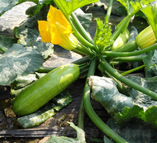 ���S3008-�����J�N��-����r�I(y��)