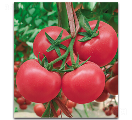 ����-���ѷN��-�����r(n��ng)