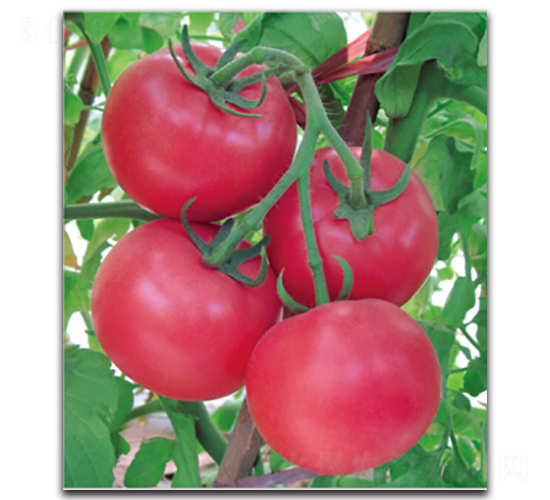 ����-���ѷN��-�����r(n��ng)