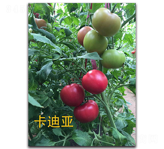 ���ρ�-���ѷN��-�����r(n��ng)