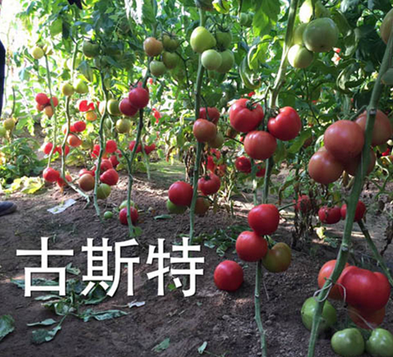 ��˹��-���ѷN��-�����r(n��ng)