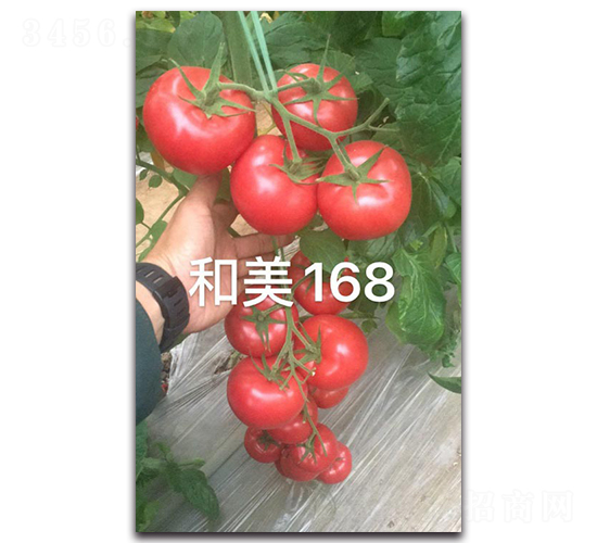 ����168-���ѷN��-�����r(n��ng)