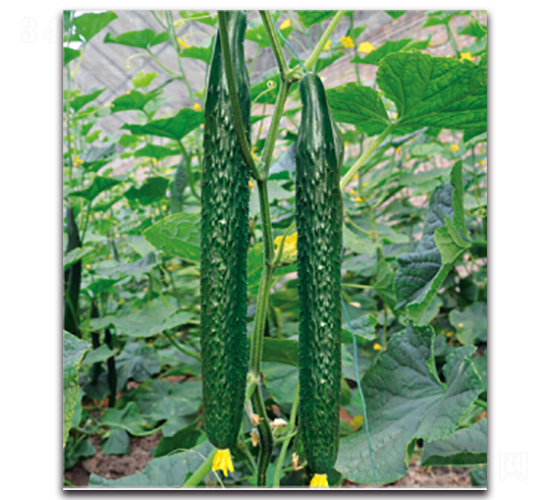 �G��1̖-�S�ϷN��-�����r(n��ng)