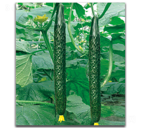 �G��2̖(h��o)-�S�ϷN��-�����r(n��ng)