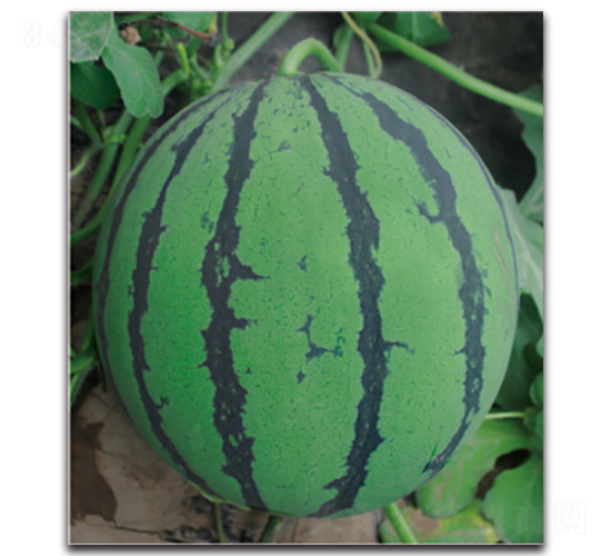 ����1̖-���ϷN��-�����r(n��ng)