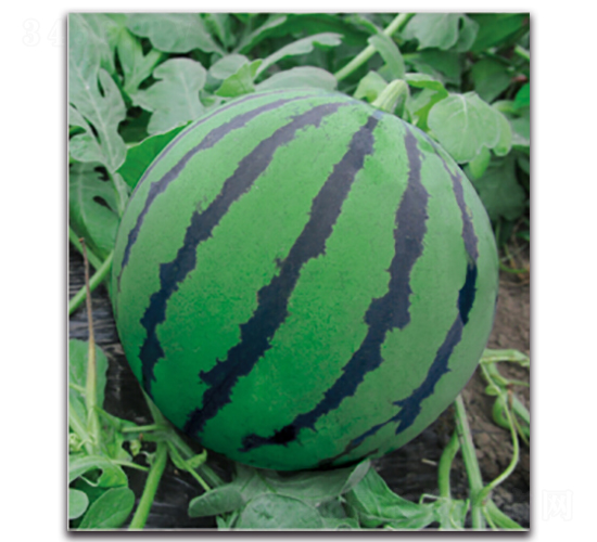 ����2̖(h��o)-���ϷN��-�����r(n��ng)