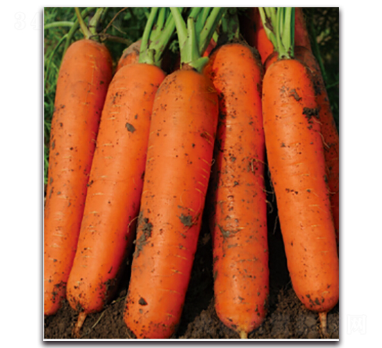 ���Cһ̖-�}���N��-�����r(n��ng)