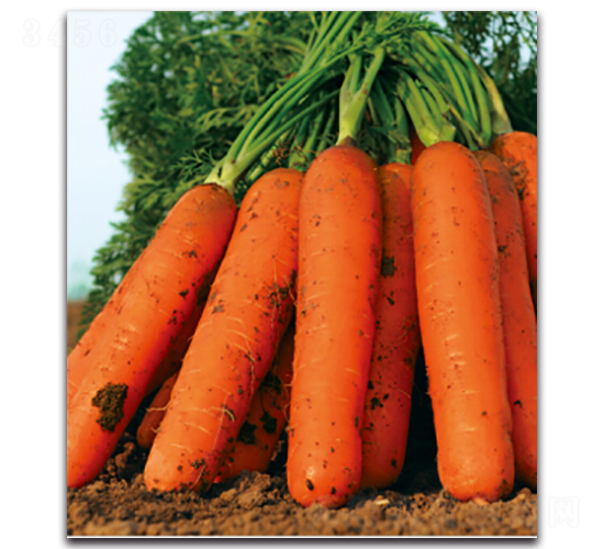 �tʥ��̖(h��o)-�}���N��-�����r(n��ng)