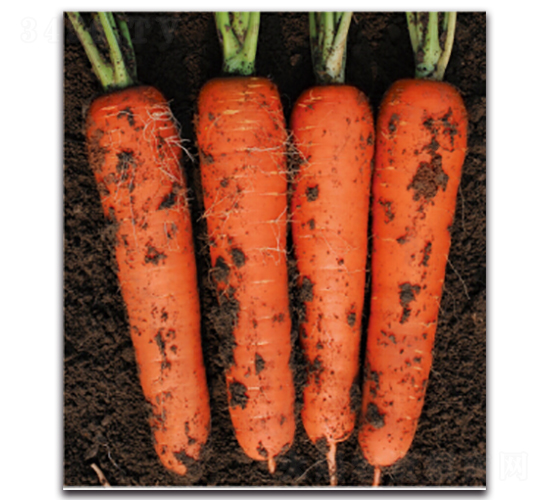 ��t��̖(h��o)-�}���N��-�����r(n��ng)