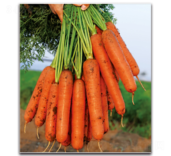 ��t��̖-�}���N��-�����r(n��ng)