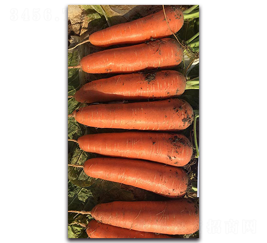 ��t90-�}���N��-�����r(n��ng)