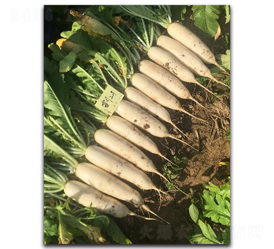 ѩ����̖-�}���N��-�����r(n��ng)