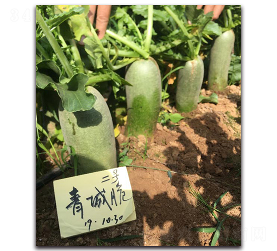 ��Ǵ��̖(h��o)-�}���N��-�����r(n��ng)