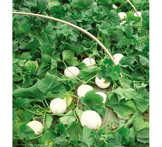 �_������-��ϷN��-�W�m��