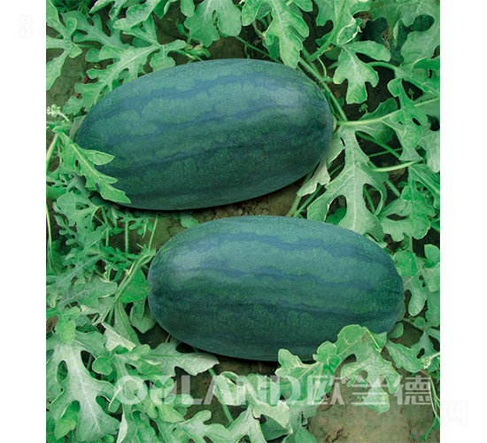 �_���ش������-���ϷN��-�W�m��