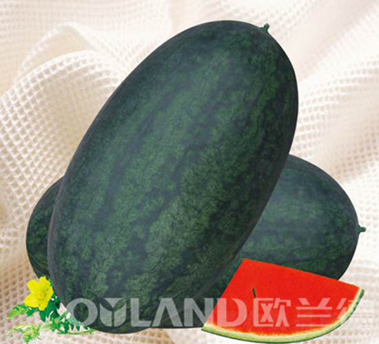 �W�m�º�����-���ϷN��-�W�m��