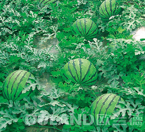 ������̖-���ϷN��-�W�m��