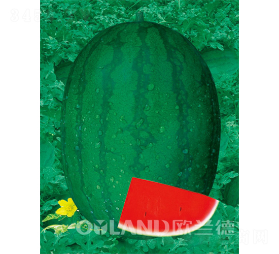 �߿�����-���ϷN��-�W�m��