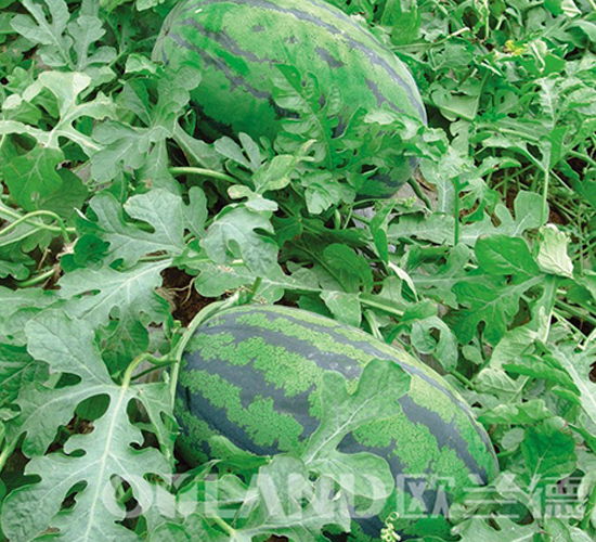 �P����һ��-���ϷN��-�W�m��