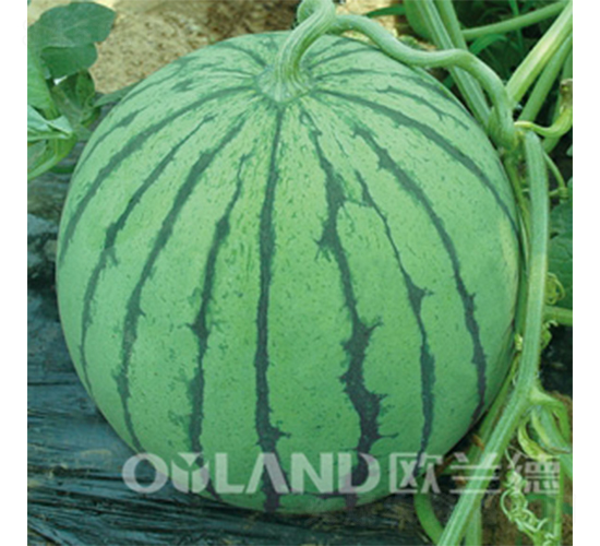 ������������-���ϷN��-�W�m��