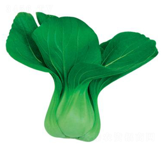 ���u����-�๣�˷N��-�W�m��