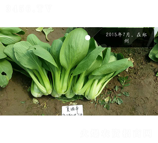 �Ĳ���-�๣�˷N��-�W�m��